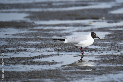 Westoever, the Netherlands. march 5, 2025. Wading birds looking for food on the mudflats.