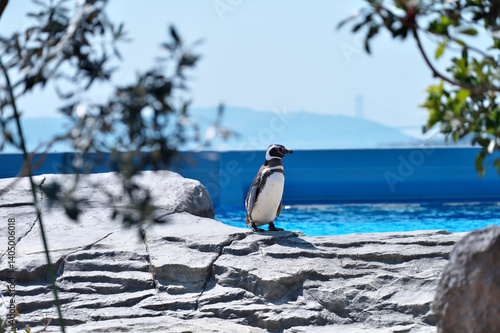 動物園のマゼランペンギン