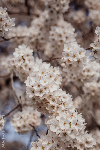 cherry blossom in spring