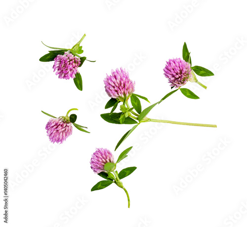 Clover flowers isolated on a white background, contour