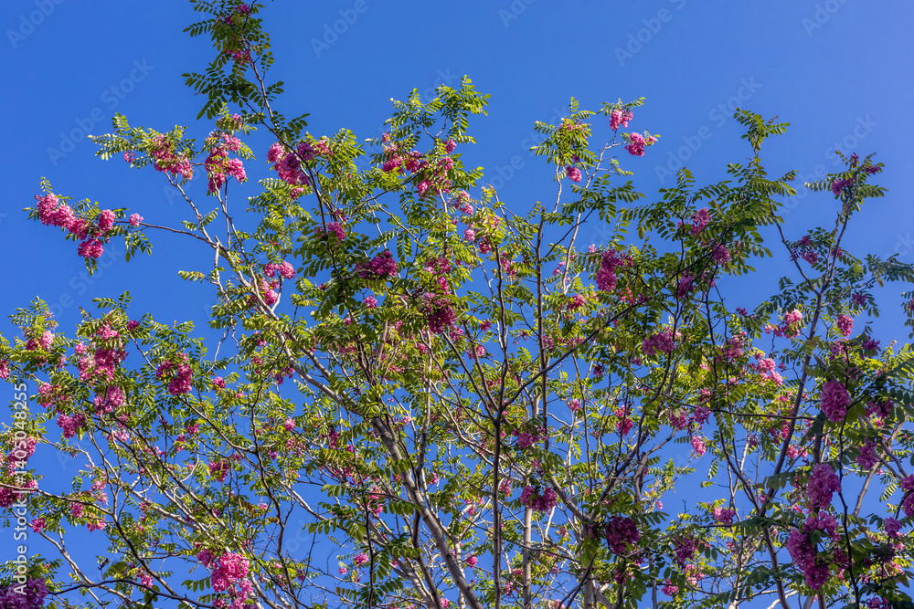 Robinia hispida L., false acacia, pink flowered acacia. Robinia hispida with clusters of pink flowers at spring. The hairy grasshopper is known as the rose-locust or moss grasshopper.