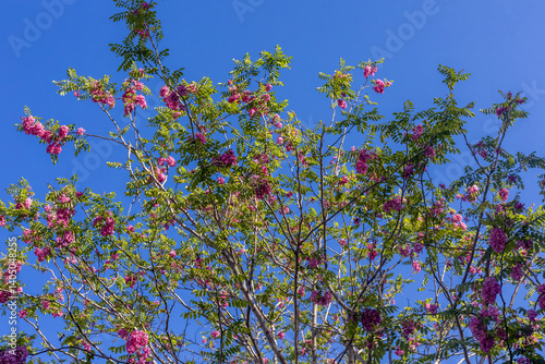 Obraz na płótnie Robinia hispida L., false acacia, pink flowered acacia. Robinia hispida with clusters of pink flowers at spring. The hairy grasshopper is known as the rose-locust or moss grasshopper. w salonie