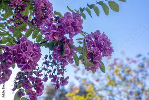 Obraz na płótnie Robinia hispida L., false acacia, pink flowered acacia. Robinia hispida with clusters of pink flowers at spring. The hairy grasshopper is known as the rose-locust or moss grasshopper. w salonie
