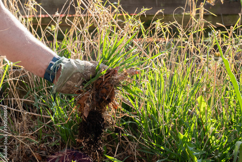 Hand in glove pulling weeds out of a raised bed in a garden or yard.