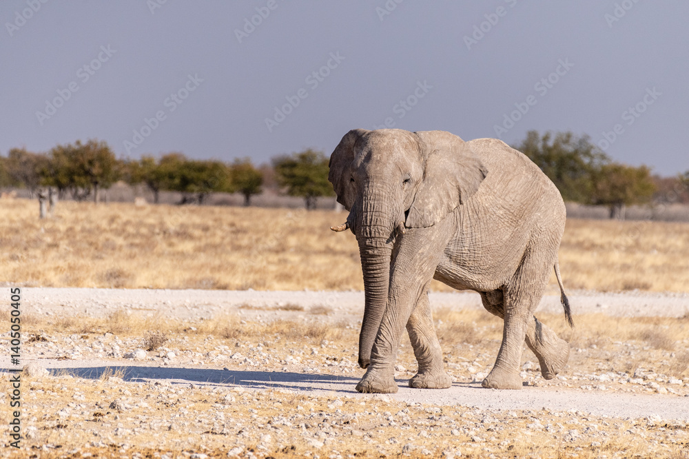 Obraz premium Telephoto of one African Elephant -Loxodonta Africana- running across the plains of Etosha National Park, Namibia.