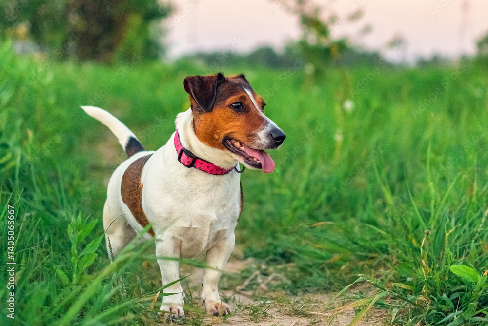 Jack Russell Terrier dog walking in green grass. Jack Russell Terrier dog walking in green grass.