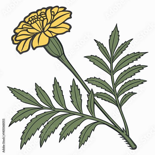 vector illustration of a marigold  flower