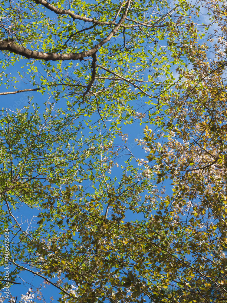 Obraz premium 森から空を見上げる02