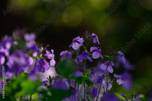 大紫羅欄花（おおむらさきざらんか）