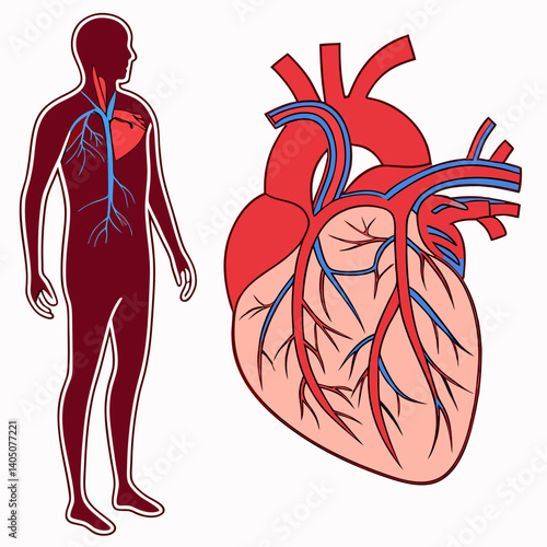 Heartbeat Anatomy: The Cardiovascular System's Intricate Network. Medical Illustration, Human Heart,