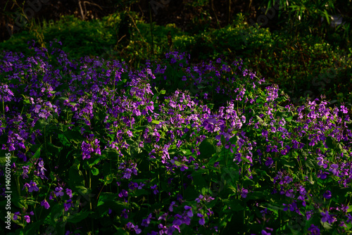 大紫羅欄花（おおむらさきざらんか）