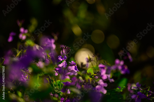 大紫羅欄花（おおむらさきざらんか）