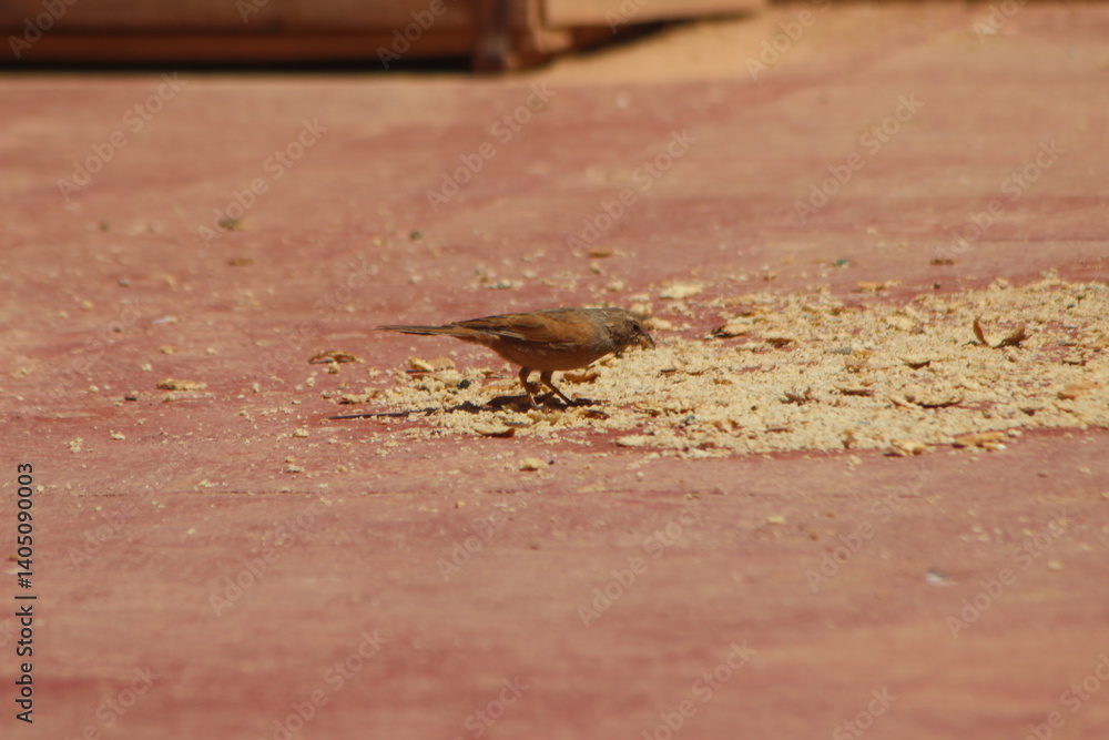 Obraz premium A house bunting bird eating food on the ground