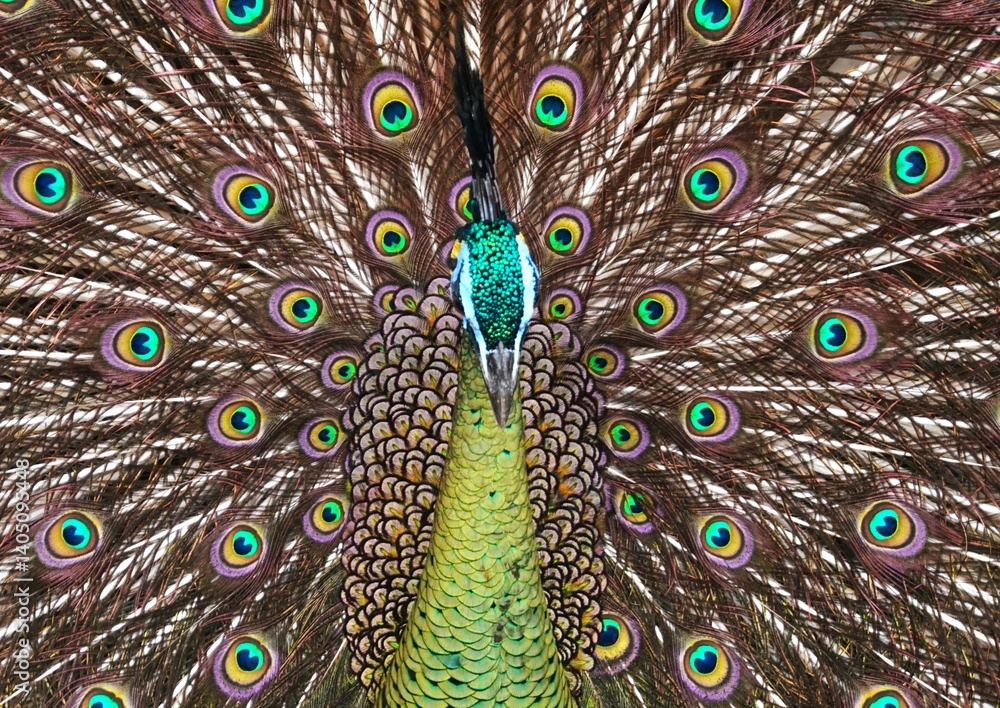 Obraz premium Beautiful peacock spreading its feathers, tail with unique and cool pattern like intimidating eyes