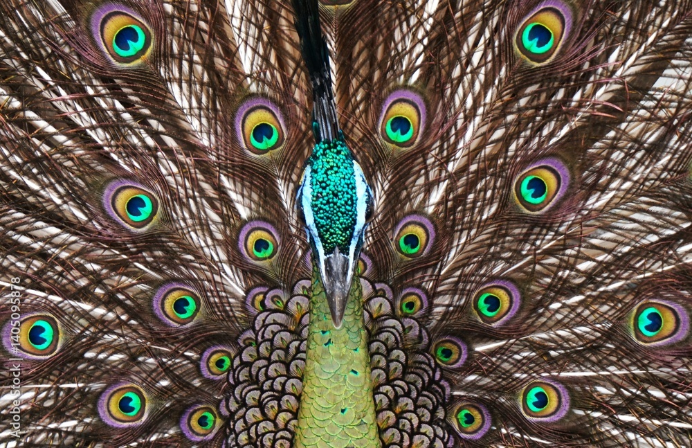 Obraz premium Beautiful green peacock opens its tail, beautiful feather pattern looks like eyes