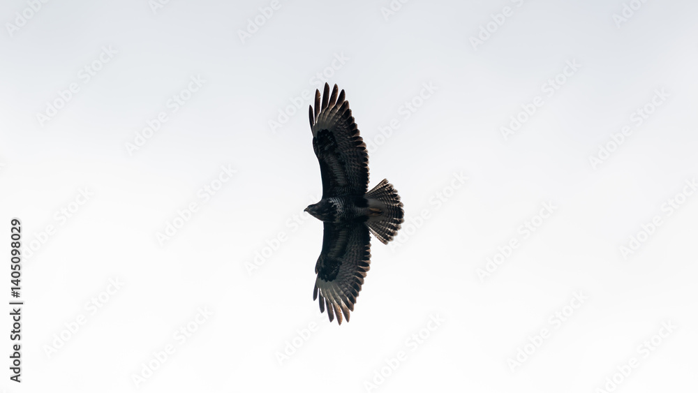 Obraz premium Fliegender Mäusebussard