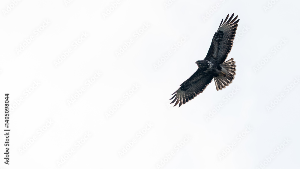 Fototapeta premium Fliegender Mäusebussard