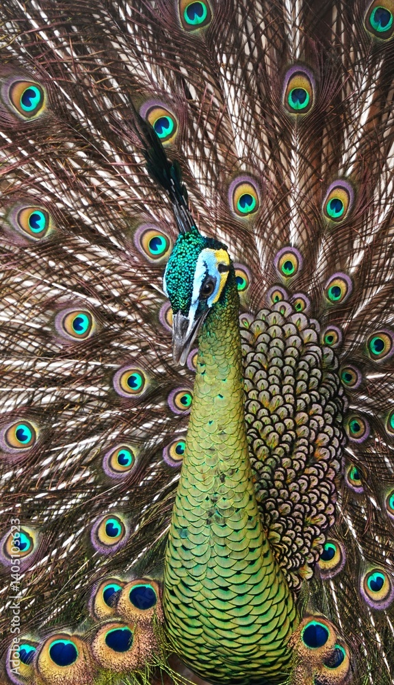 Obraz premium beautiful green peacock with unique feather pattern like eyes