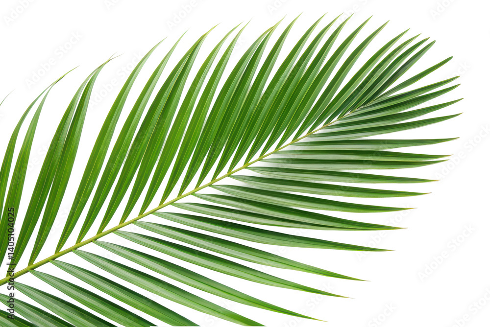 Obraz premium Lush green palm leaf ideal for tropical design projects and natural themes