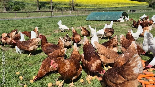 Free Range Brown And White Chicken On A Farm