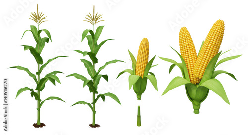Isolated Corn Plants and Cobs
