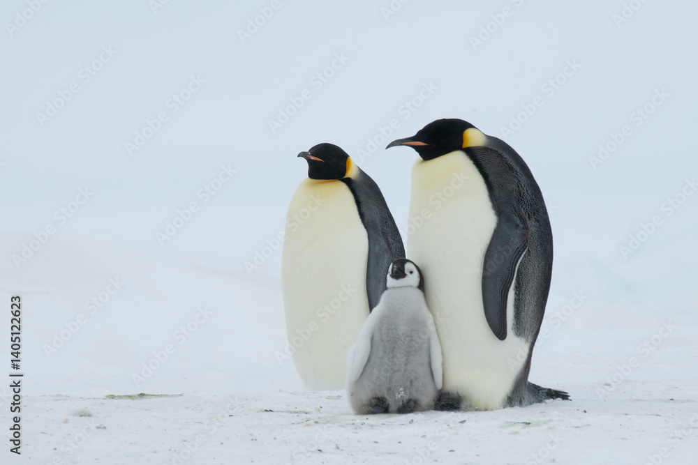 Fototapeta premium An Emperor Penguin with chick at the Emperor Penguin Colony at Snow Hill, Weddell Sea, Antarctica. October 2018. 