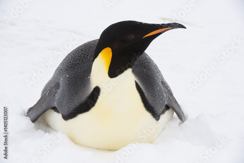 Emperor penguin. isolated on white background