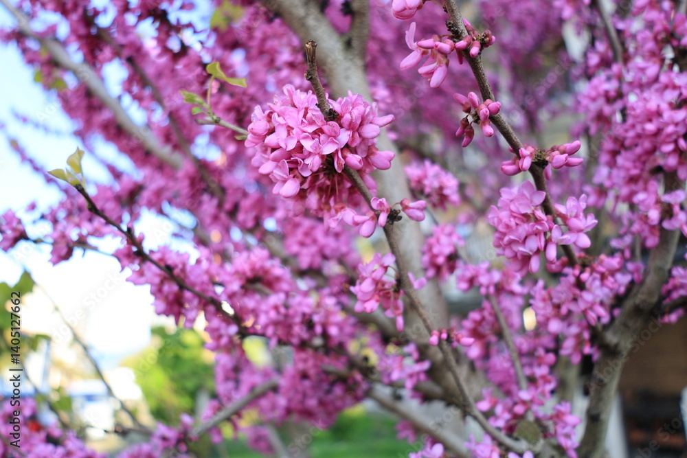 Blossoming Judas Tree (Cercis siliquastrum) with Vibrant Pink Flowers in Spring Blossoming Judas Tree (Cercis siliquastrum) with Vibrant Pink Flowers in Spring