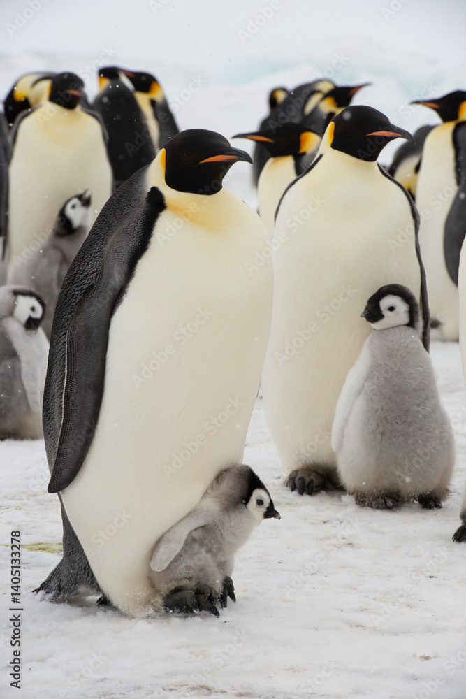 Obraz premium An Emperor Penguin with chick at the Emperor Penguin Colony at Snow Hill, Weddell Sea, Antarctica. October 2018. 