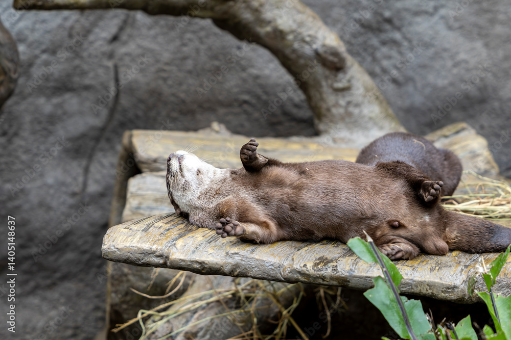 Obraz premium Otters are smart and agile predators that primarily eat fish and amphibians, but sometimes they will target more challenging prey such as beavers, raccoons, snapping turtles or snakes.