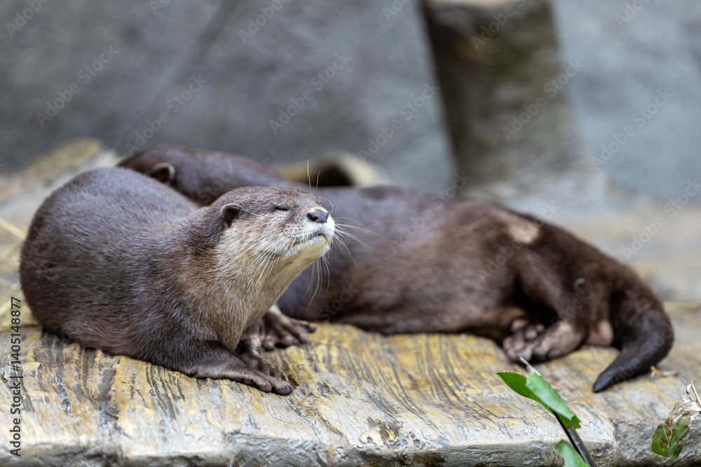 Otters are smart and agile predators that primarily eat fish and amphibians, but sometimes they will target more challenging prey such as beavers, raccoons, snapping turtles or snakes. Otters are smart and agile predators that primarily eat fish and amphibians, but sometimes they will target more challenging prey such as beavers, raccoons, snapping turtles or snakes.
