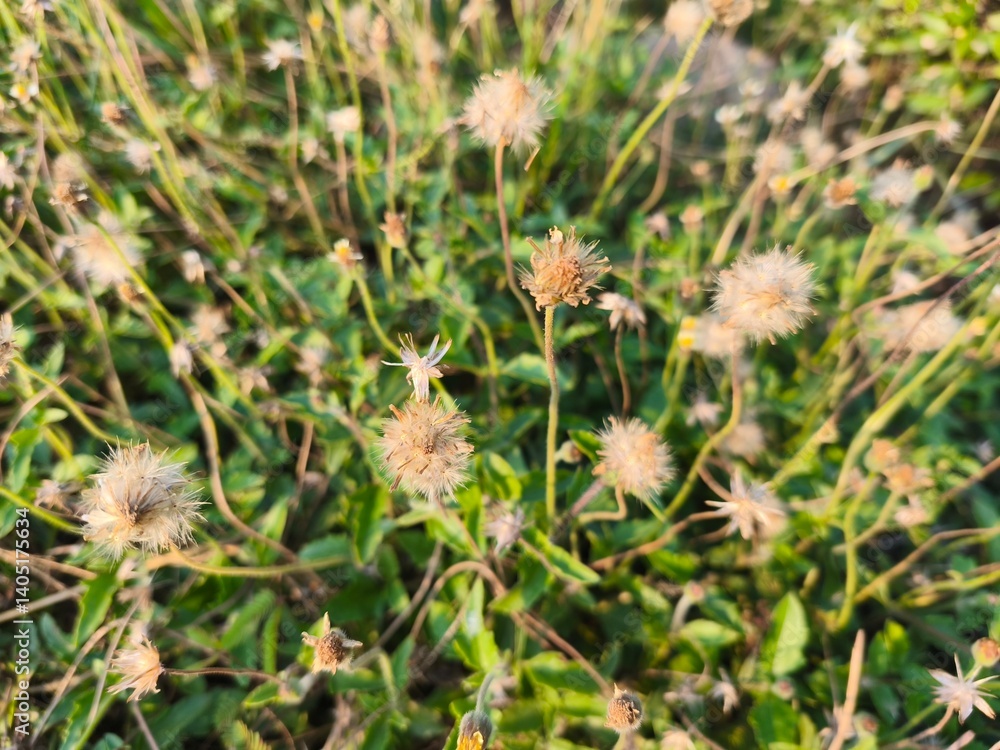 thistle on grass The grass flowers bloom into fluffy round flowers of various sizes, basking in the afternoon sunlight. thistle on grass The grass flowers bloom into fluffy round flowers of various sizes, basking in the afternoon sunlight.