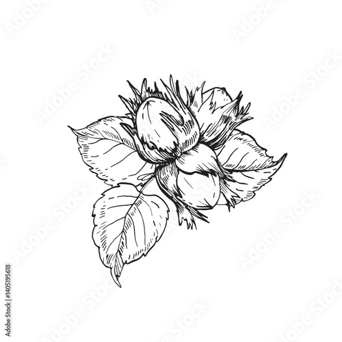 Hazelnut branch with leaves and fruits. Vector black and white illustration hand drawn with ink. Graphic element for label and logo design