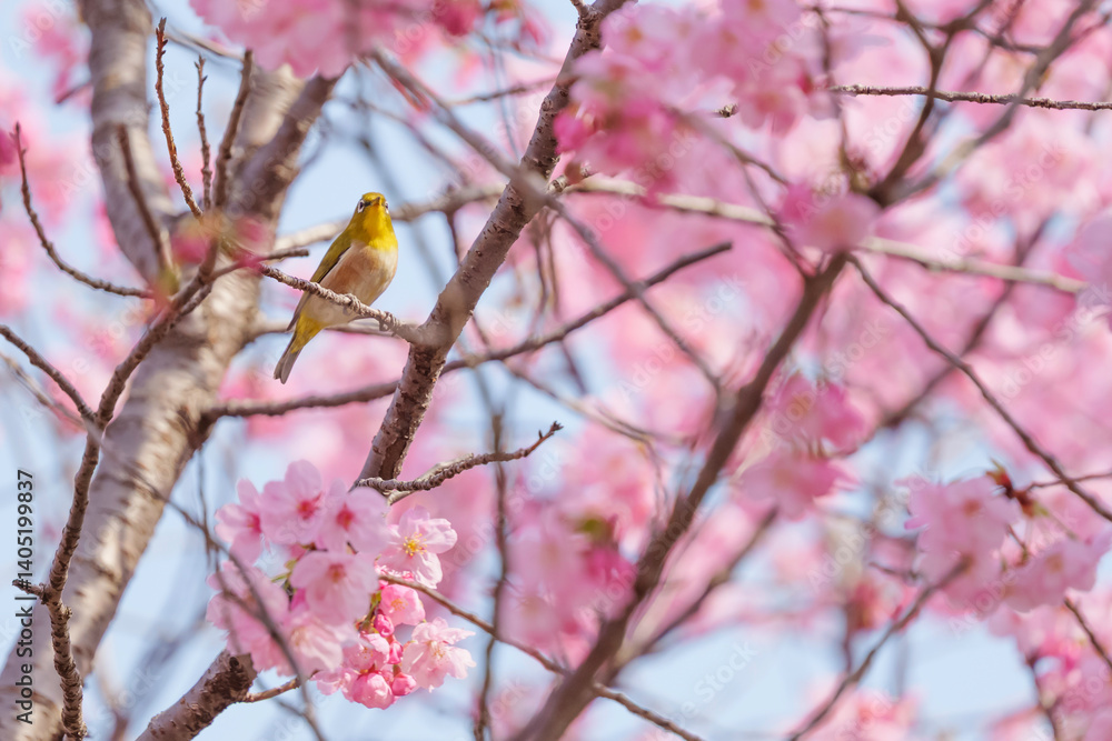 Chickadees tasting cherry flower honey, spring scenery
Chickadees tasting cherry flower honey, spring scenery