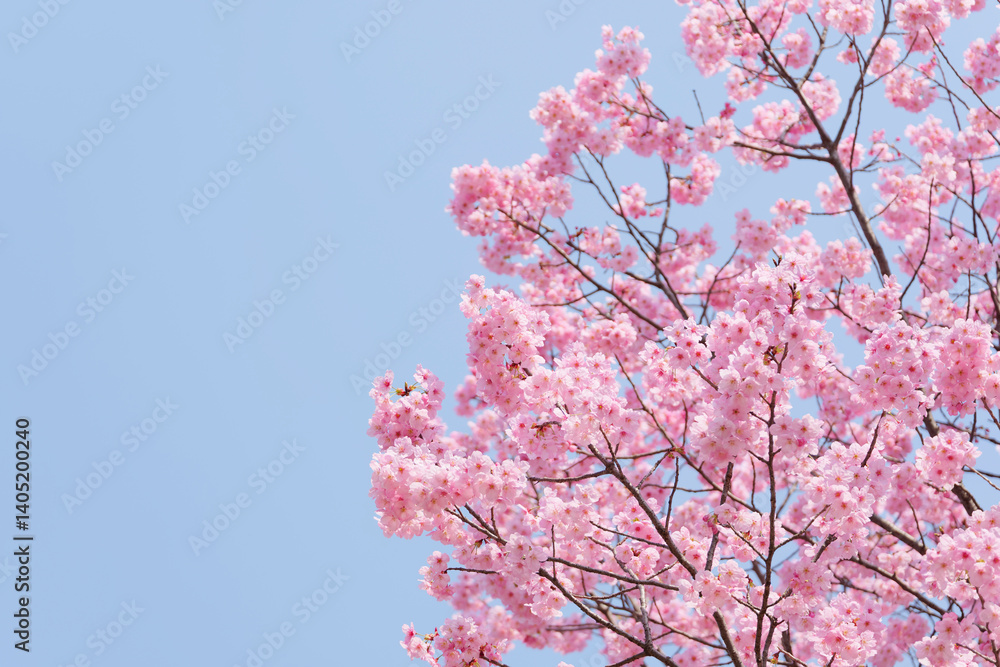 Cherry blossoms and blue sky, fresh and bright spring scenery Cherry blossoms and blue sky, fresh and bright spring scenery