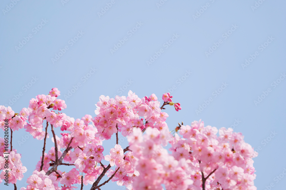 Cherry blossoms and blue sky, fresh and bright spring scenery Cherry blossoms and blue sky, fresh and bright spring scenery