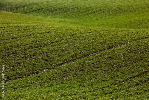 Obraz na płótnie Agricultural field in the spring at sunset. Rural landscape. Landscape with a plowed field. w salonie