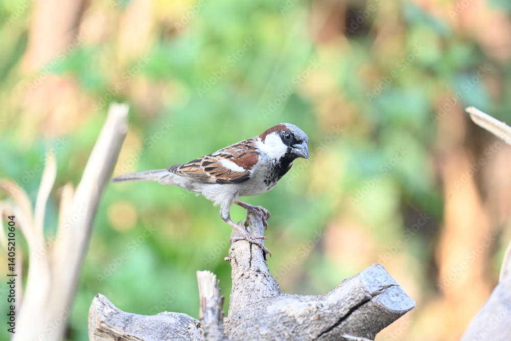 Naklejka premium House sparrow. Its other name Passer domesticus and Indian House sparrow. This is a bird of the sparrow family Passeridae, found in most parts of the world.