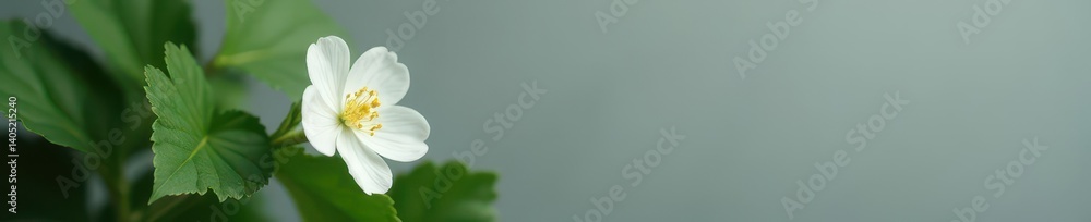Delicate white flower, lush green leaves against muted gray, image, white, organic Delicate white flower, lush green leaves against muted gray, image, white, organic