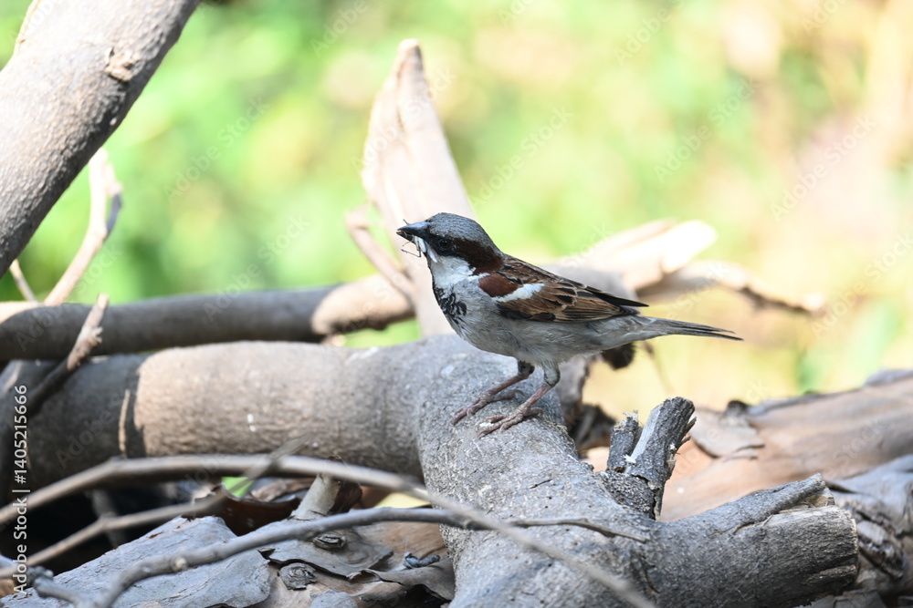 Fototapeta premium House sparrow. Its other name Passer domesticus and Indian House sparrow. This is a&nbsp;bird&nbsp;of the&nbsp;sparrow&nbsp;family Passeridae, found in most parts of the world. 