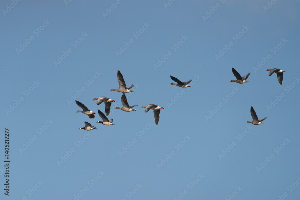 Flock of Greater white-fronted geese - Anser albifrons albifrons and barnacle geese - Branta leucopsis in flight with blue sky in background. Photo from Warta Mouth National Park in Poland. Flock of Greater white-fronted geese - Anser albifrons albifrons and barnacle geese - Branta leucopsis in flight with blue sky in background. Photo from Warta Mouth National Park in Poland.