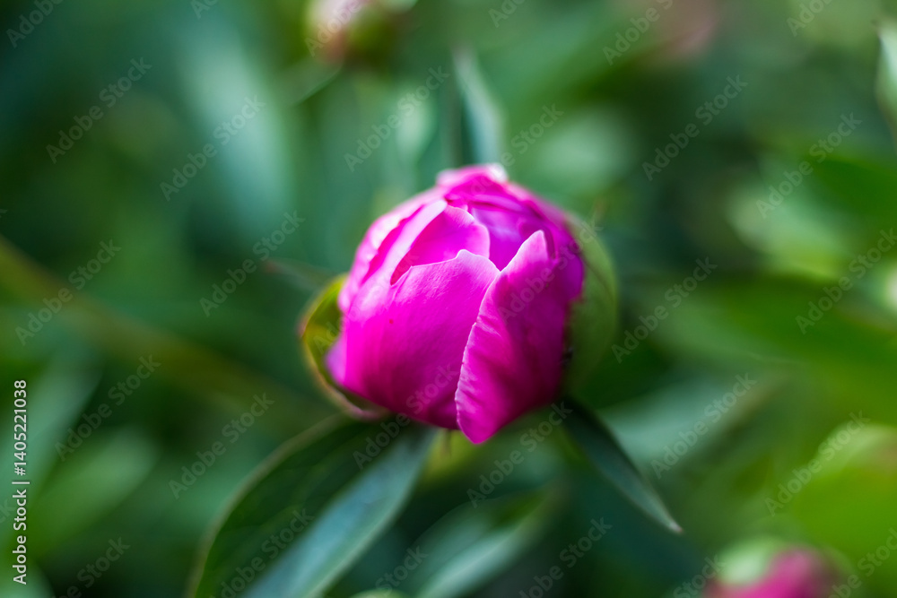 Peony Buds Displaying Vibrant Colors in a Lush Garden Peony Buds Displaying Vibrant Colors in a Lush Garden