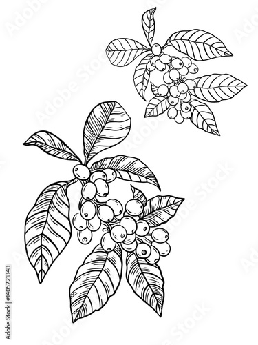 Coffee tree outline drawing. Coffee cherry fruit, Minas Gerais, Brazil. Line art botanic illustration.
