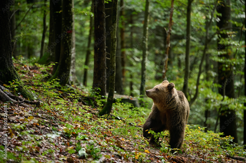 Brown bear walking in forest in autumn, side view