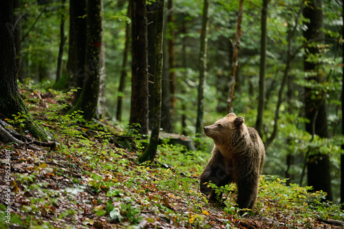 Obraz na płótnie Brown bear walking in forest in autumn, side view w salonie