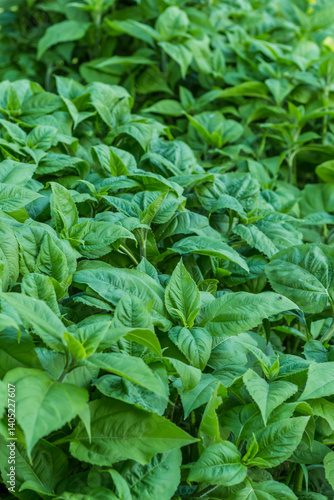 Wallpaper Mural Lush Green Leaves Form a Dense Forest Foliage Pattern Torontodigital.ca