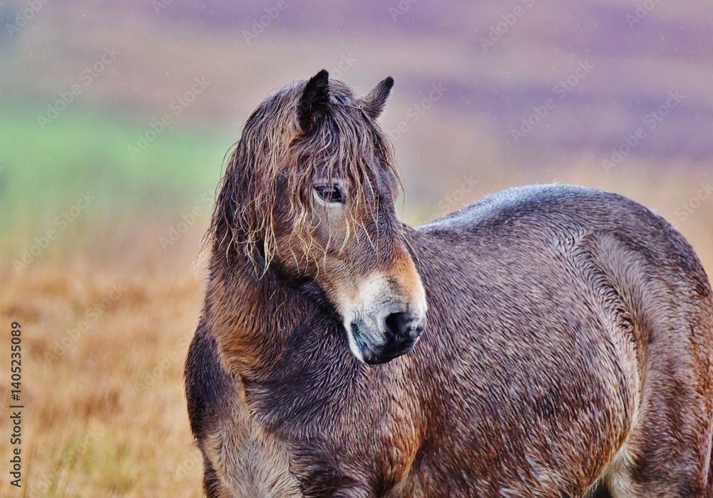Fototapeta premium An Exmoor pony stood on the moors in the rain.