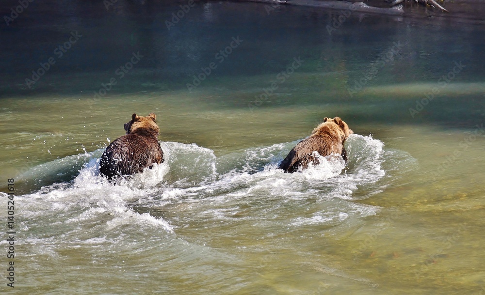 Naklejka premium Two Grizzly Bears crossing a river, going away from the camera.