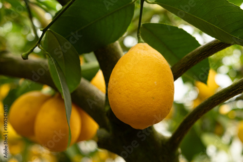 Canvastavla Meyer Lemon Tree with Ripe Yellow Fruits