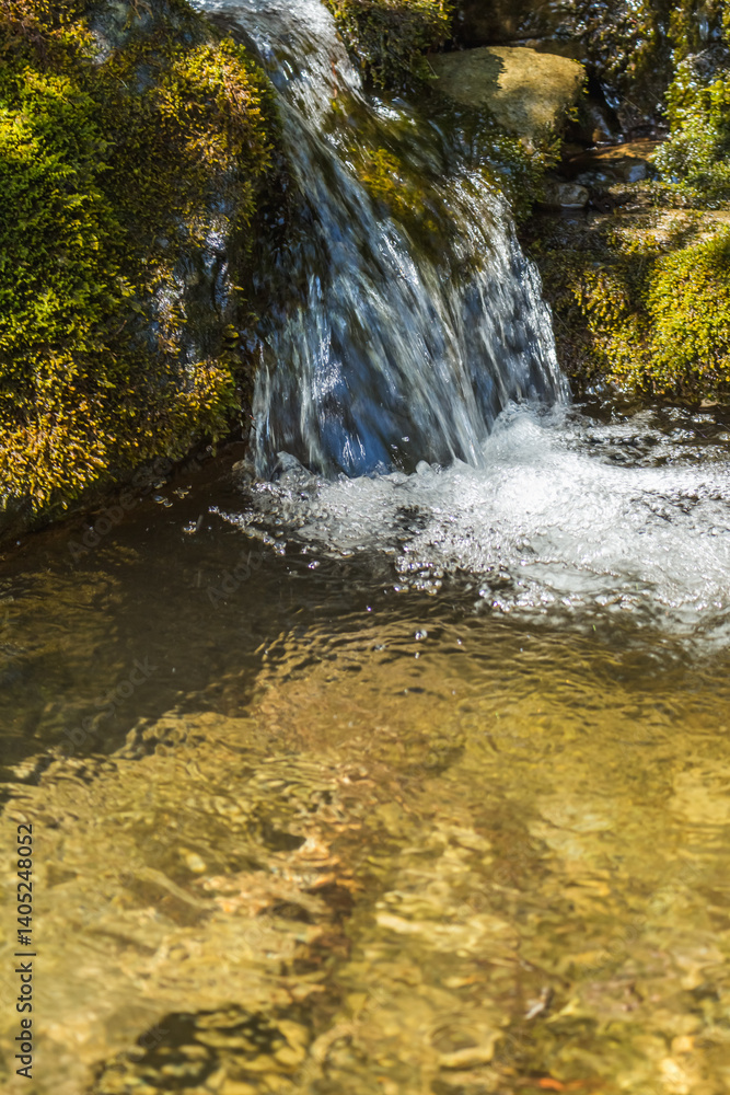Fototapeta premium Tranquil Carpathian Mountain Stream: Nature's Serenity
